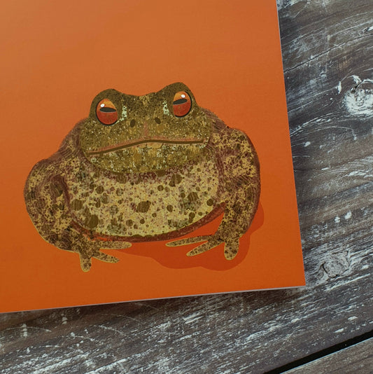 Toad Notebook