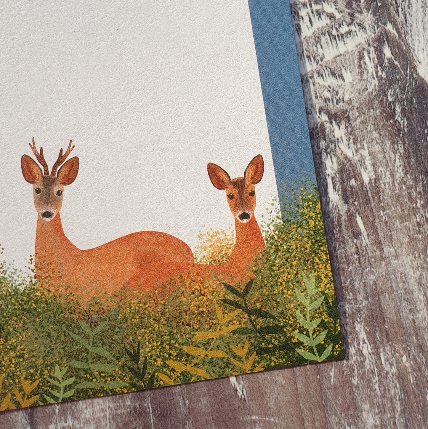 British Mammals Gift Notes