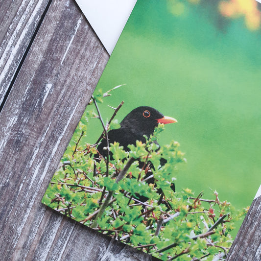 Blackbird Photographic Greeting Card