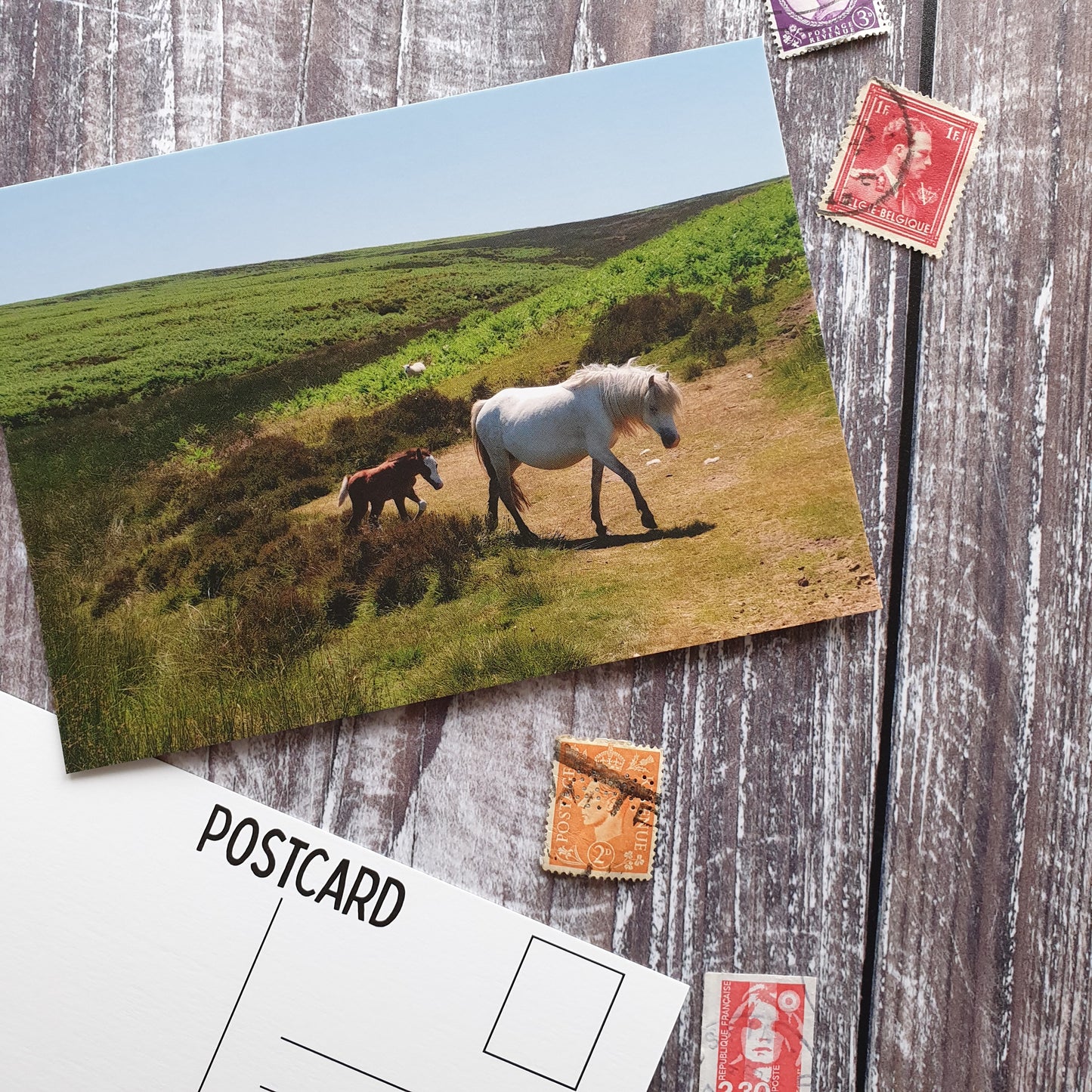 Long Mynd Pony and Foal Photographic Postcard