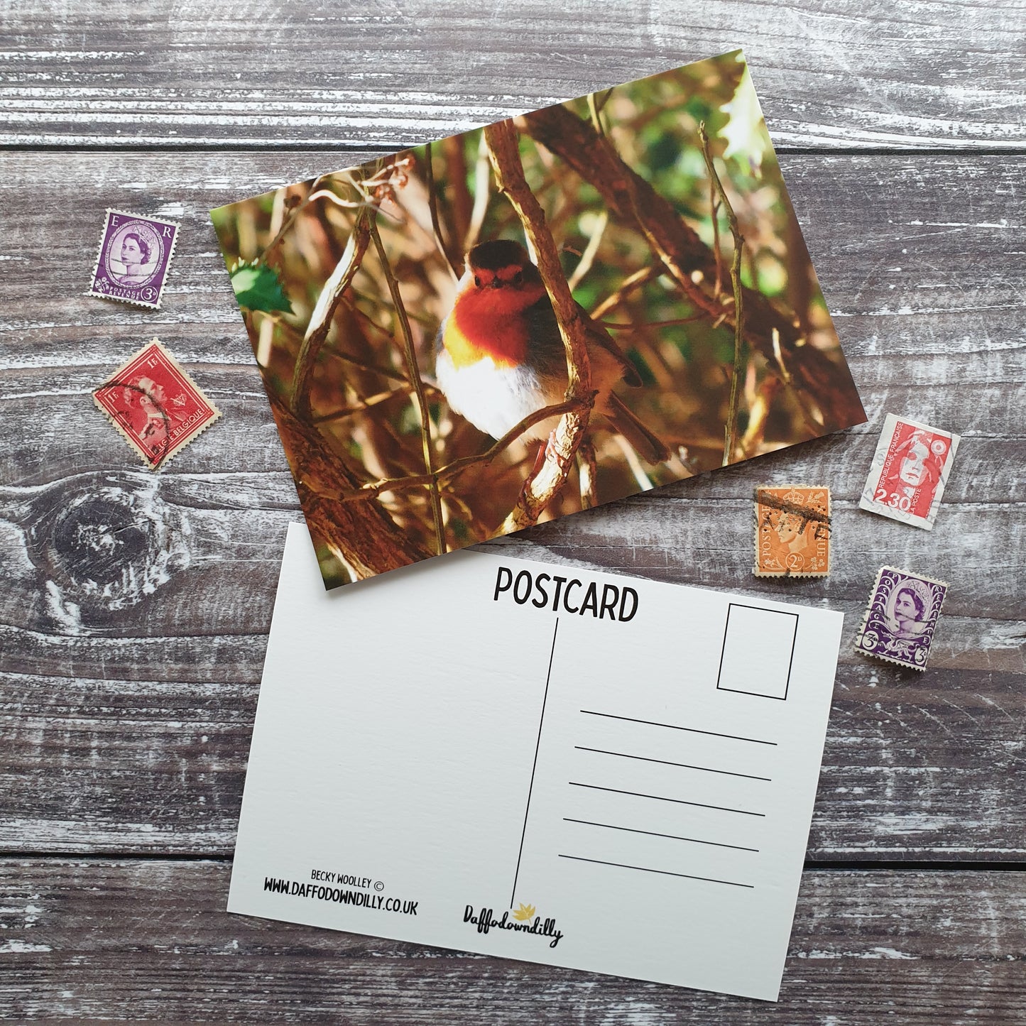 Robin Photographic Postcard