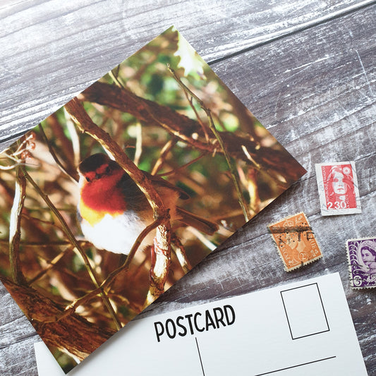 Robin Photographic Postcard