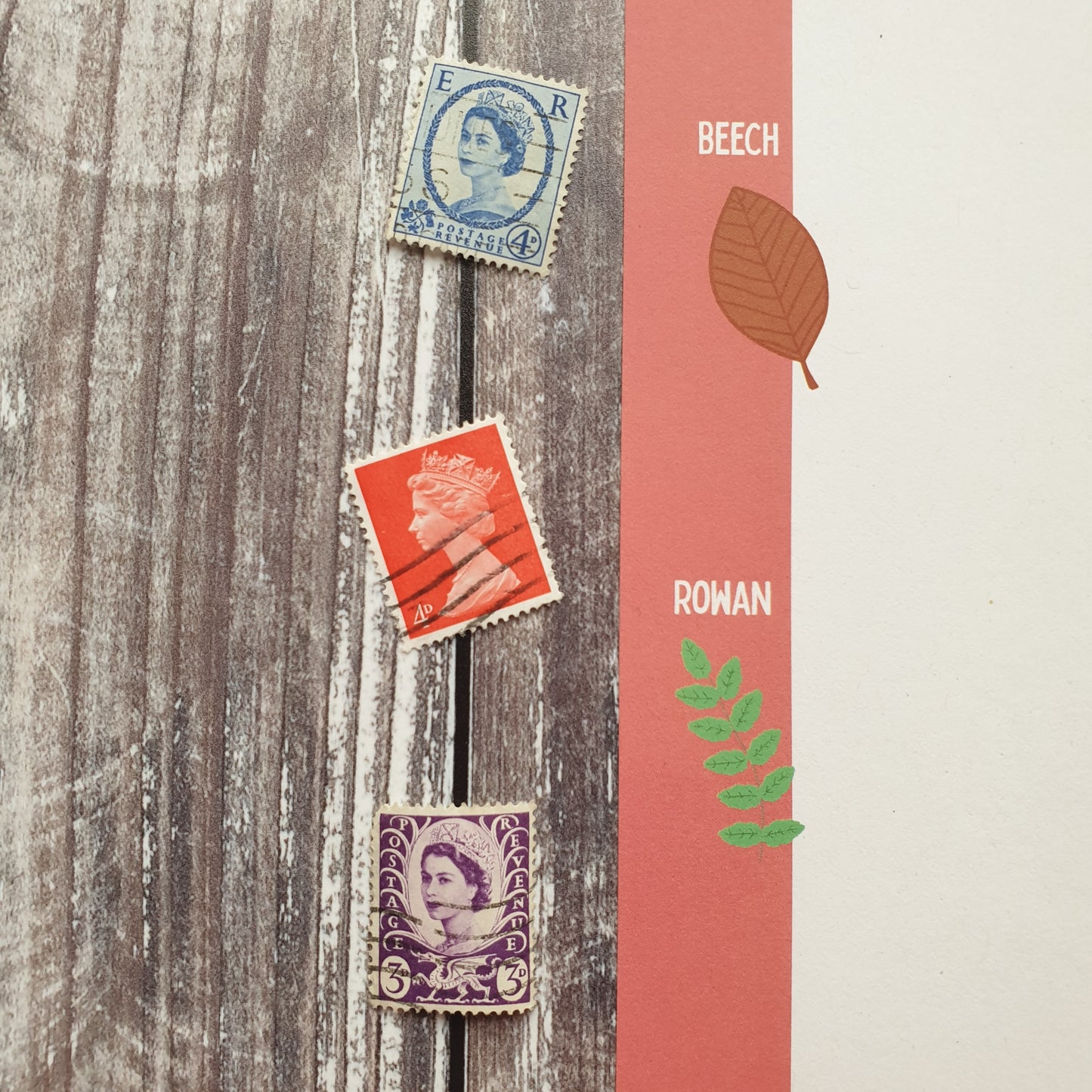 Leaf Identification Writing Paper Set