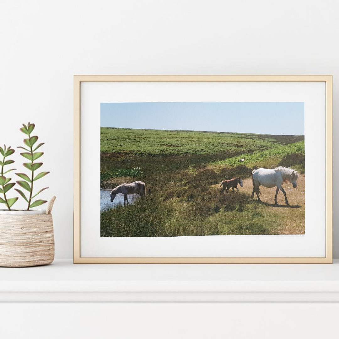 Mynd Ponies Photographic Print