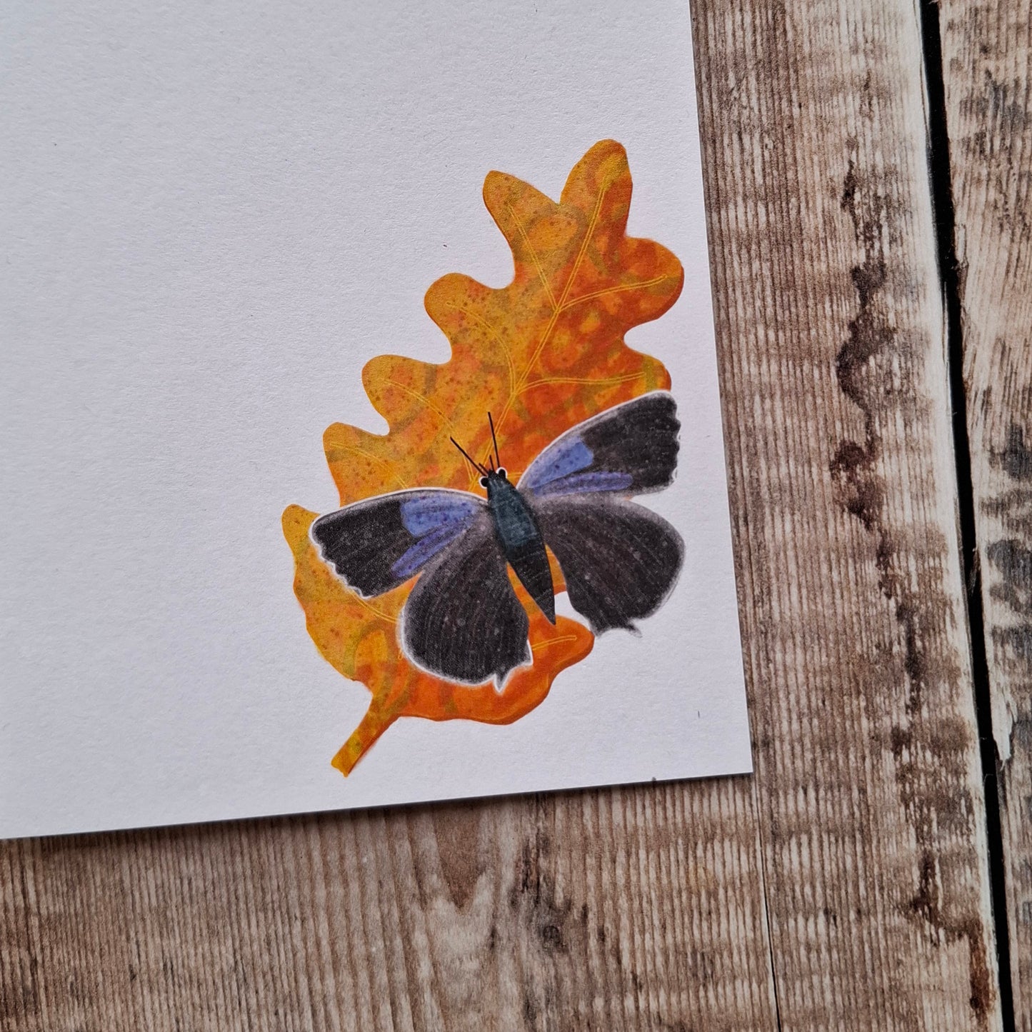 Purple Hairstreak Butterfly Gift Notes