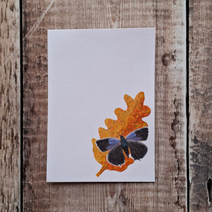Purple Hairstreak Butterfly Gift Notes
