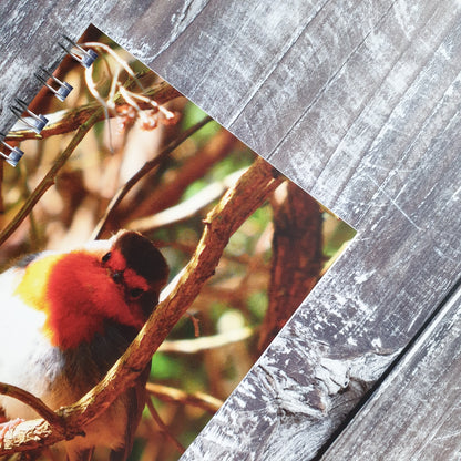 Robin Photographic A6 Notebook