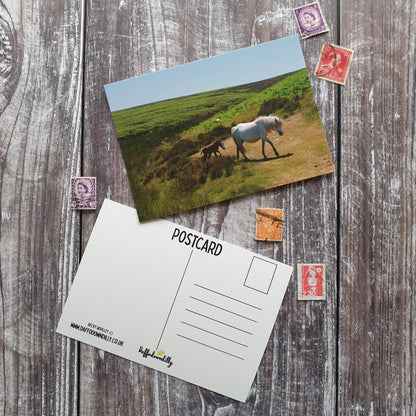 Long Mynd Pony and Foal Photographic Postcard