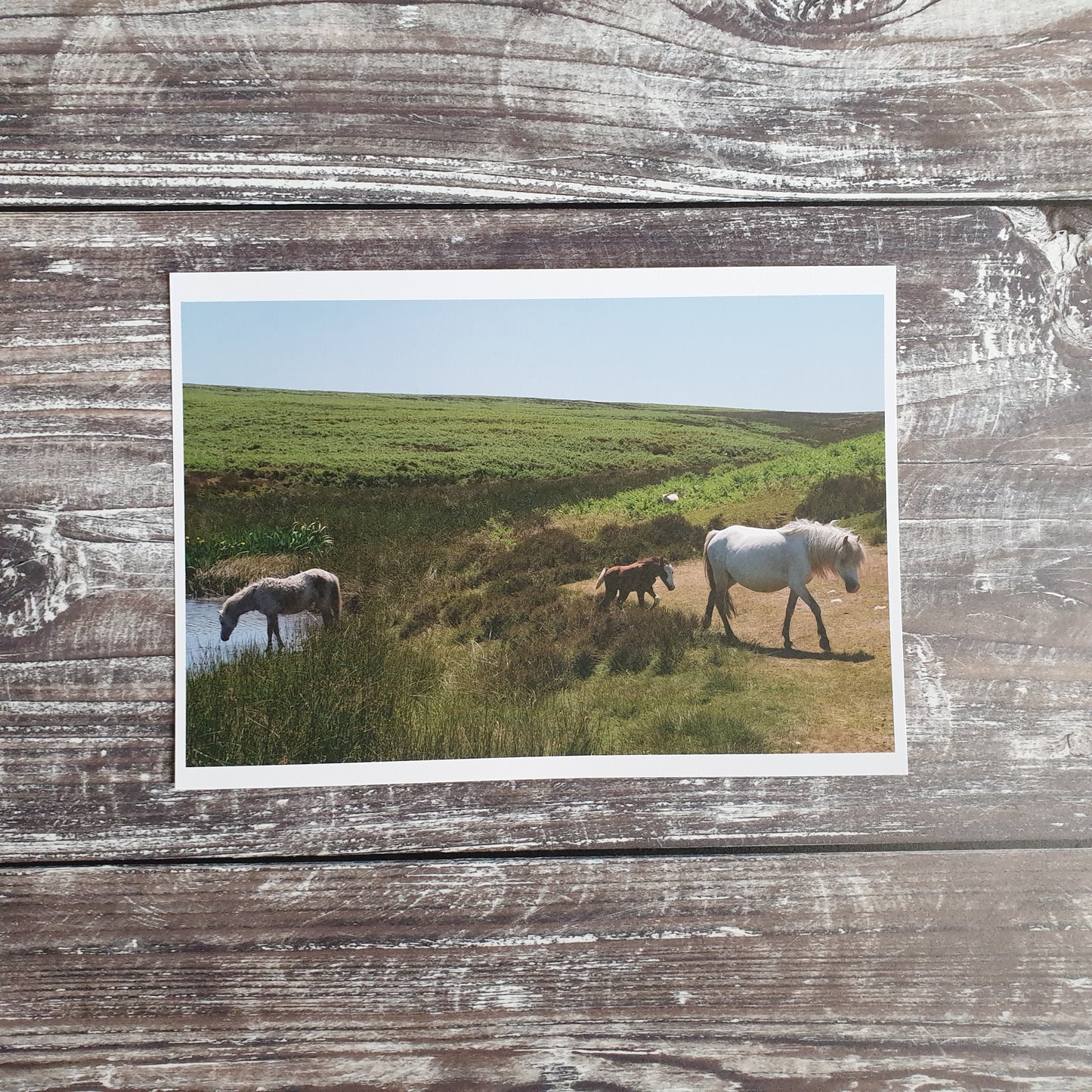 Mynd Ponies Photographic Print