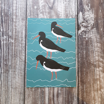 Oystercatchers Art Print